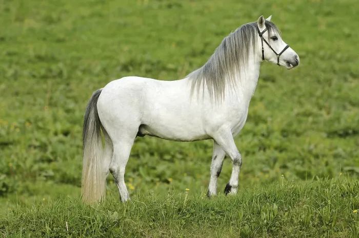 Framed Print : Beautiful white horse in the meadow