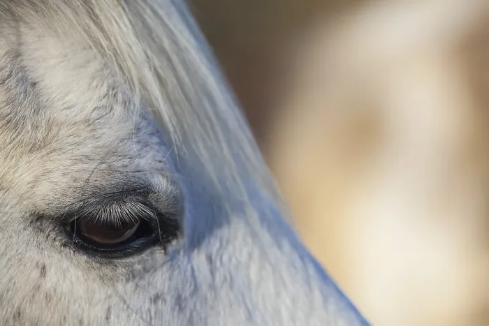 Framed Print : Detail of beautiful white horse at sunset