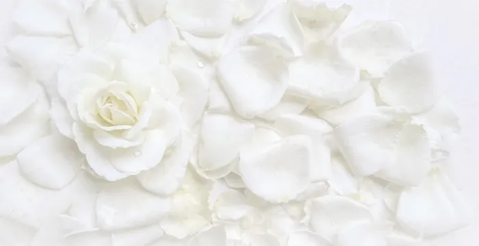 Framed Print : Beautiful white rose and petals on white background