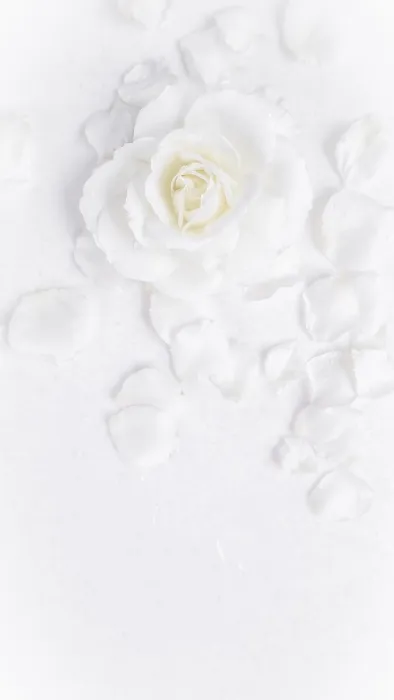 Framed Print : Beautiful white rose and petals on white background