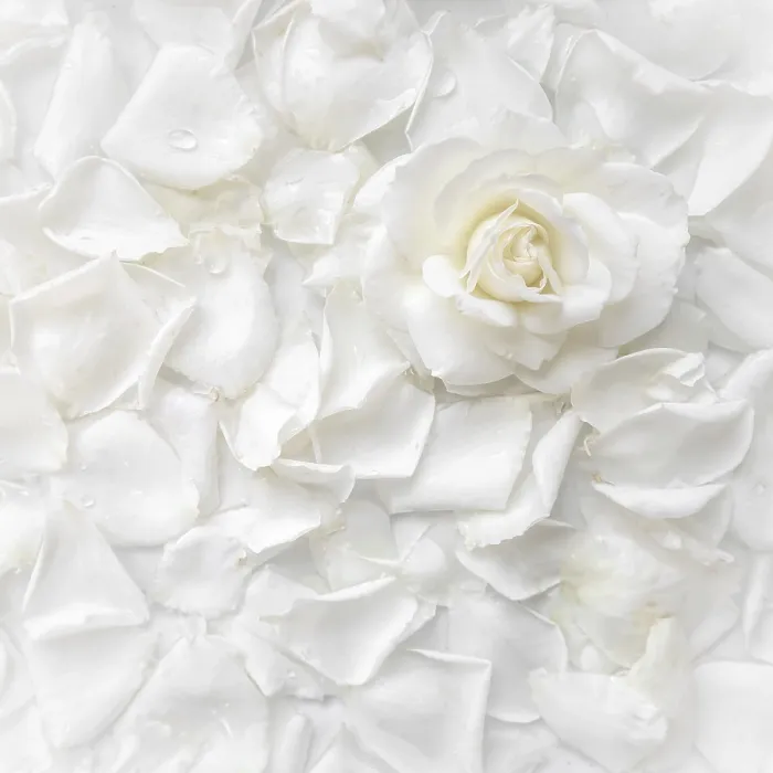 Framed Print : Beautiful white rose and petals on white background