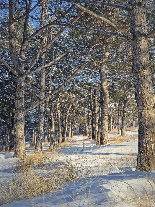 Framed Print : Beautiful winter morning in the pine forest with snow covered trees