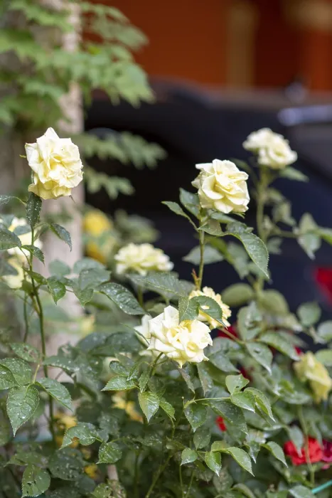 Framed Print : Beautiful yellow roses blooming in the garden the petals are soft and delicate