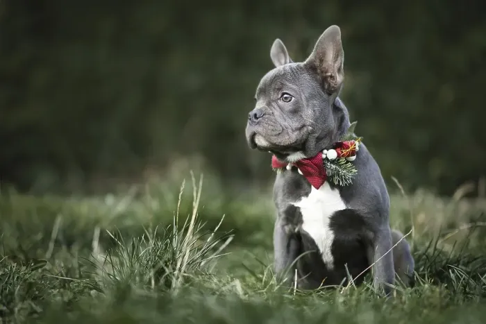 Framed Print : Beautiful young blue French Bulldog dog wearing seasonal Christmas collar with red bow tie on blurry green background