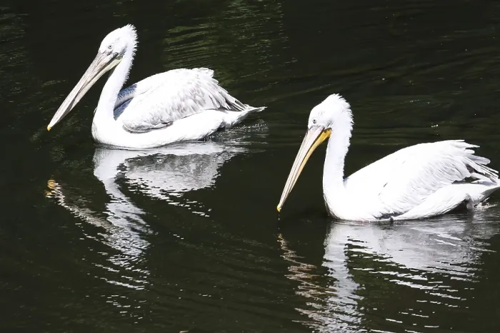 Framed Print : Beautiufl close up photo of cute white pelicans