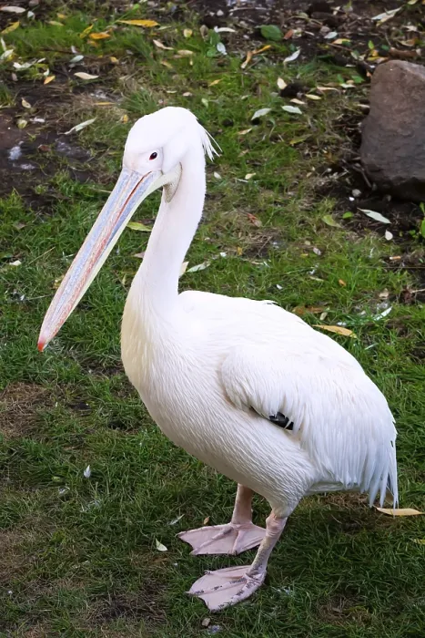 Framed Print : Beautiufl close-up photo of cute white pelican