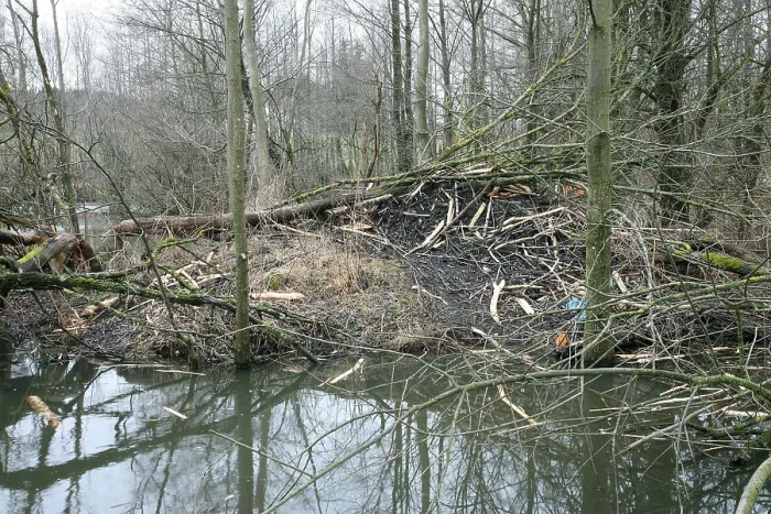 Framed Print : Beaver dam in a pond, Allgaeu, Bavaria