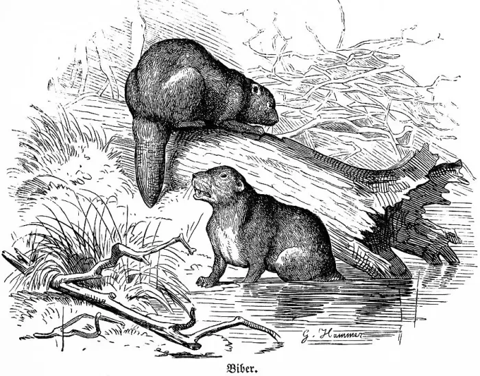Framed Print : Two beavers, river, bank, grass Framed Print : Two beavers, river, bank, grass
