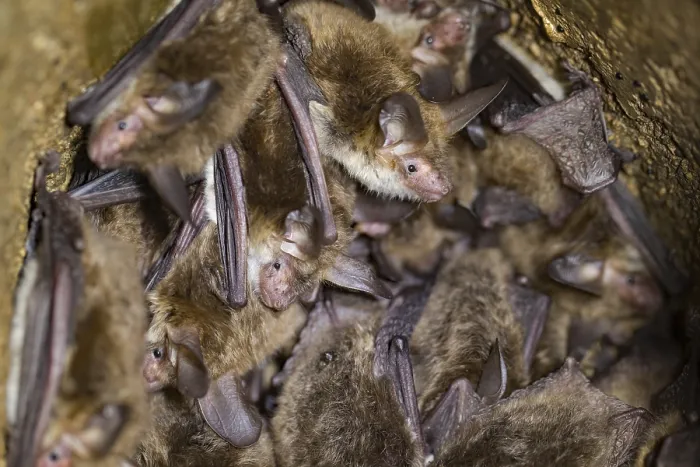 Framed Print : Bechstein's bat (Myotis bechsteinii) Bechstein's bat (Myotis bechsteinii)