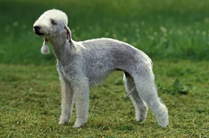 Framed Print : Bedlington Terrier, adult on grass Framed Print : Bedlington Terrier, adult on grass
