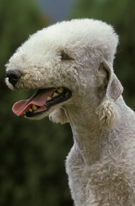 Framed Print : Bedlington Terrier Dog Portrait Framed Print : Bedlington Terrier Dog Portrait