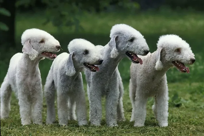 Framed Print : BEDLINGTON TERRIER, GROUP OF ADULTS ON GRASS