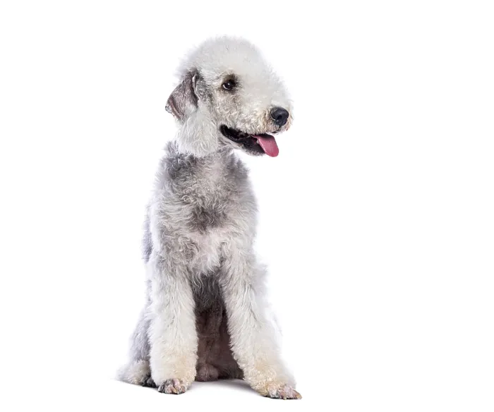 Framed Print : Bedlington terrier panting and looking away while sitting on white background