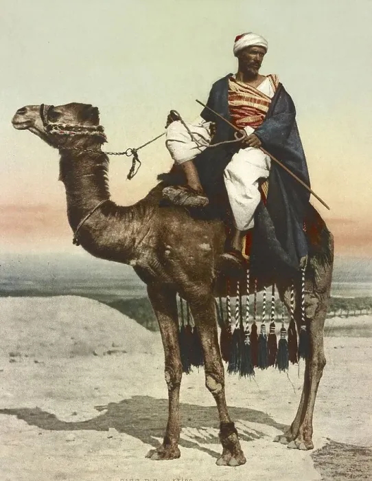 Framed Print : Bedouin with his camel, riding