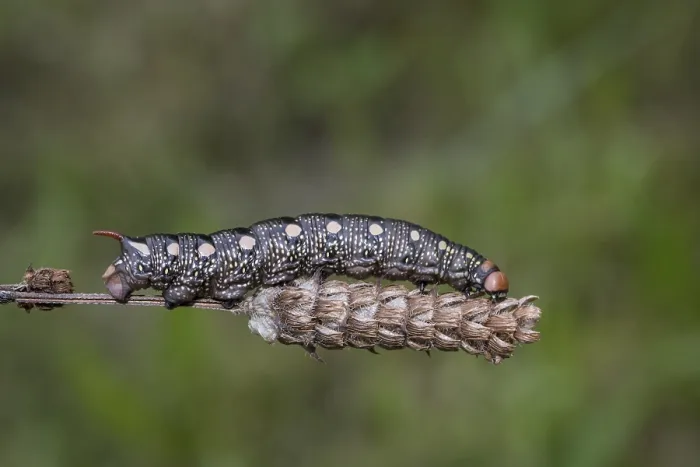 Framed Print : Bedstraw hawk-moth, Hyles gallii Framed Print : Bedstraw hawk-moth, Hyles gallii