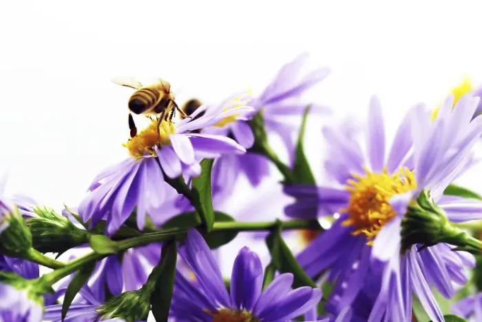 Framed Print : Bee (Apiformes) perched in flowers