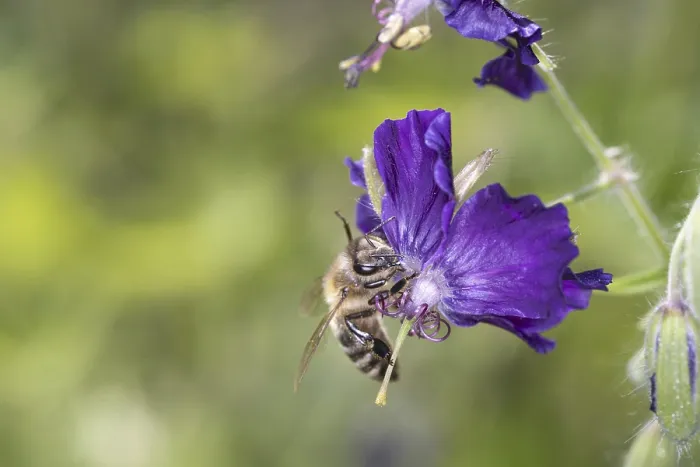 Framed Print : Bee - Apis mellifera - pollinates dusky crane's-bill - Geranium phaeum Lilly Lovell Bee - Apis mellifera