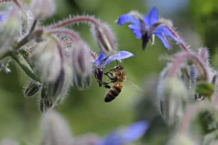 Framed Print : Bee (Apis sp.) on Borage (Borago officinalis)
