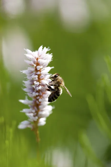 Framed Print : Bee (Apis sp.), collecting pollen from Bistort or Common bistort (Polygonum bistorta)