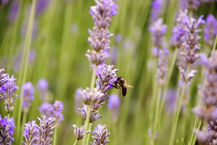 Framed Print : Bee on the blossoming lavender plant