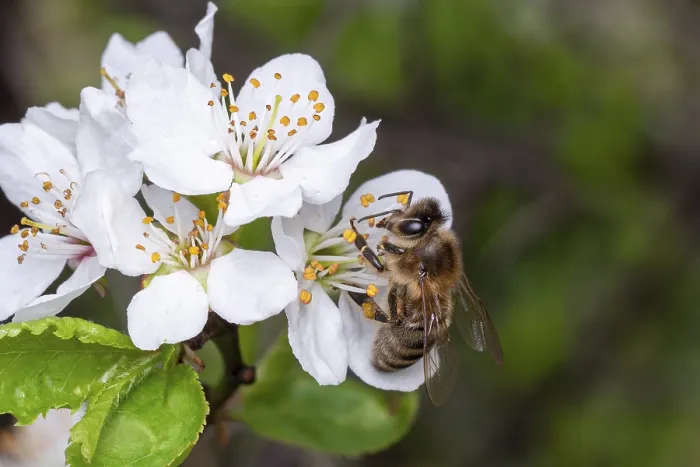 Framed Print : Bee collects pollen on the flowers of a tree