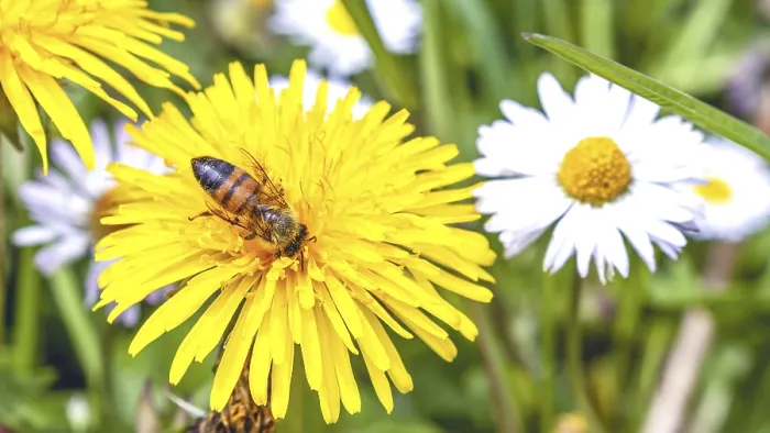 Framed Print : Bee on dandelion flower amid spring flowery meadow in the Italian Lazio region Framed Print : Bee on dandelion flower amid spring flowery meadow in the Italian Lazio region