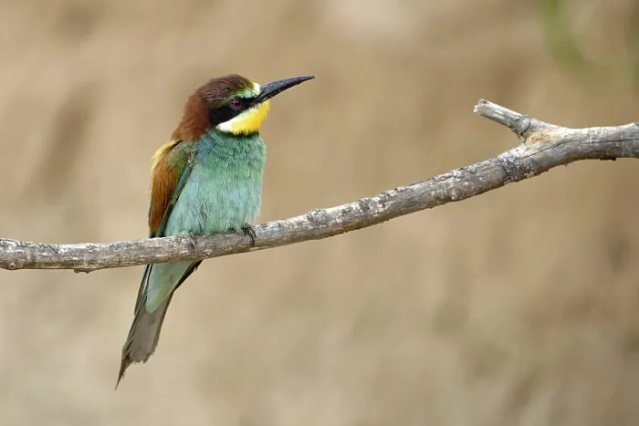 Framed Print : Bee-eater on a branch