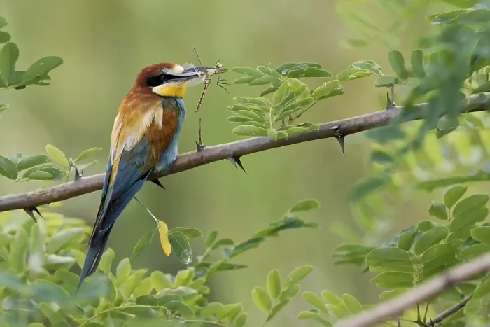 Framed Print : Bee-eater with dragonfly