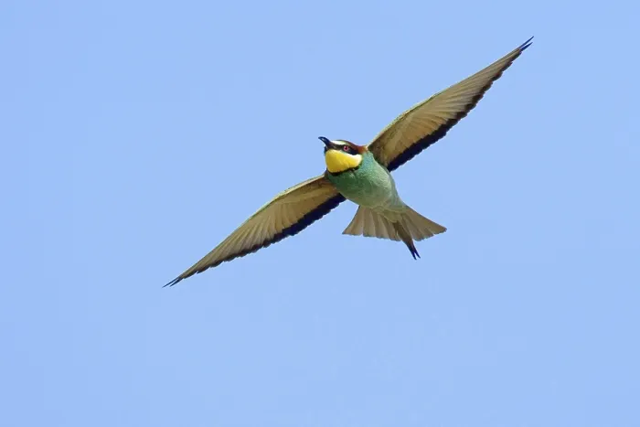 Framed Print : Bee-eater, (Merops apiaster), aerial view