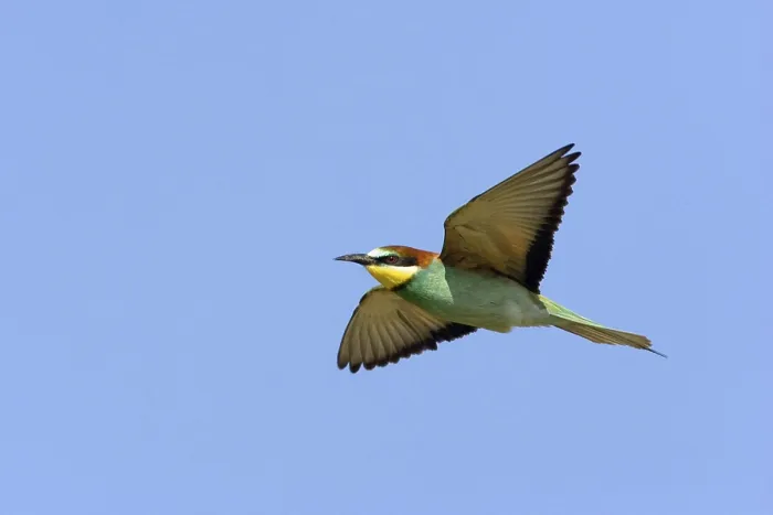 Framed Print : Bee-eater, (Merops apiaster), aerial view Framed Print : Bee-eater, (Merops apiaster), aerial view