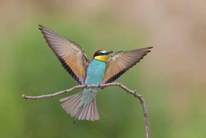 Framed Print : Bee-eater, (Merops apiaster), Animals Framed Print : Bee-eater, (Merops apiaster), Animals