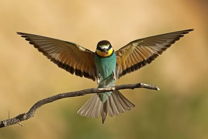 Framed Print : Bee-eater (Merops apiaster) in flight