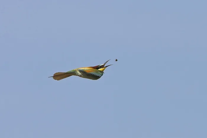 Framed Print : Bee-eater, (Merops apiaster), flight photo