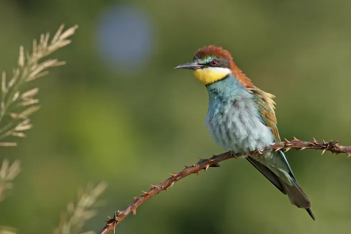 Framed Print : Bee-eater, (Merops apiaster), individual