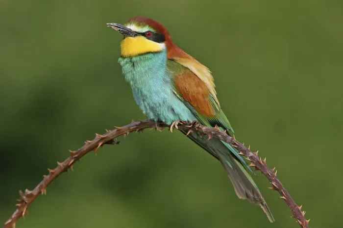 Framed Print : Bee-eater, (Merops apiaster), individual Framed Print : Bee-eater, (Merops apiaster), individual