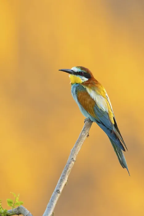 Framed Print : Bee-eater, (Merops apiaster), individual