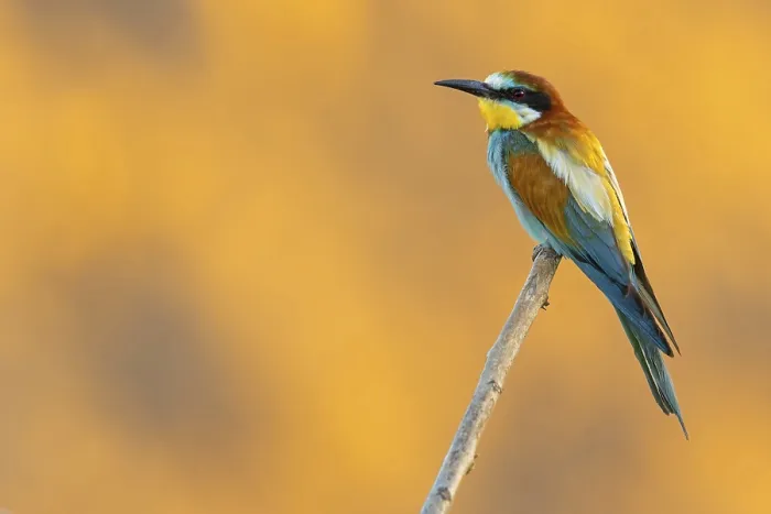 Framed Print : Bee-eater, (Merops apiaster), individual Framed Print : Bee-eater, (Merops apiaster), individual