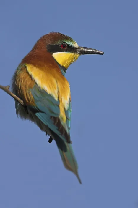 Framed Print : Bee-eater, (Merops apiaster), perch Framed Print : Bee-eater, (Merops apiaster), perch