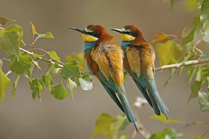 Framed Print : Bee-eater (Merops apiaster) sitting on a branch Framed Print : Bee-eater (Merops apiaster) sitting on a branch