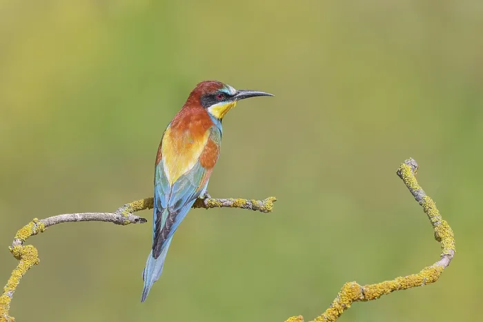 Framed Print : Bee-eater (Merops apiaster) sitting on a branch Framed Print : Bee-eater (Merops apiaster) sitting on a branch