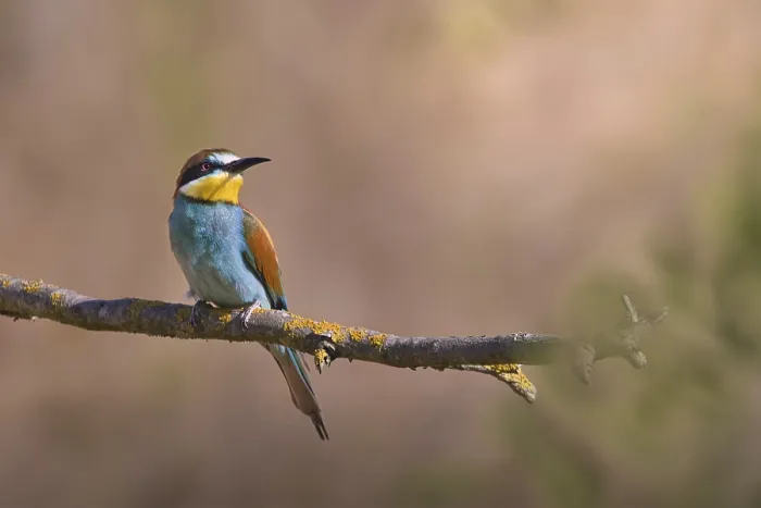 Framed Print : Bee-eater (Merops apiaster) sitting on a branch