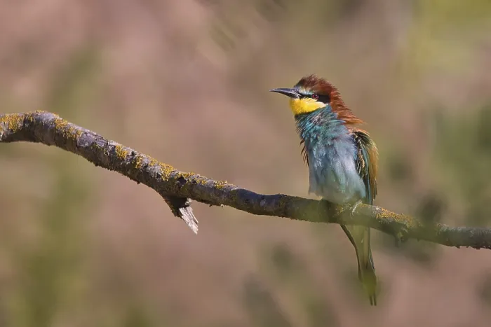 Framed Print : Bee-eater (Merops apiaster) sitting on a branch