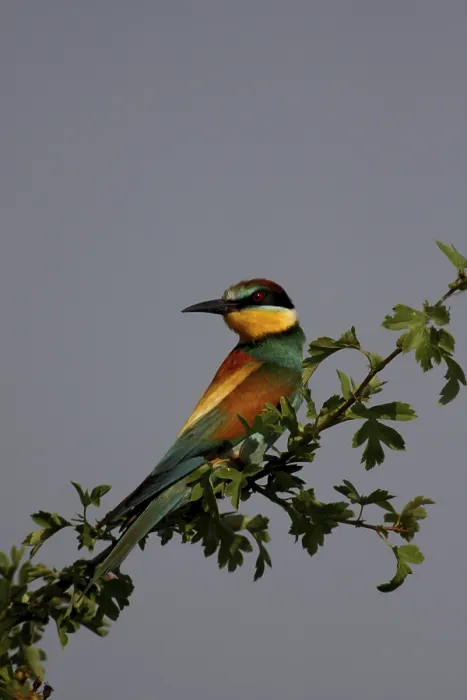 Framed Print : Bee-eater, Merops apiaster, sitting on a branch Framed Print : Bee-eater, Merops apiaster, sitting on a branch