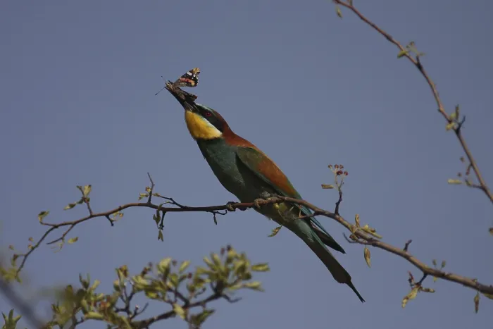 Framed Print : Bee-eater, Merops apiaster, sitting on a branch