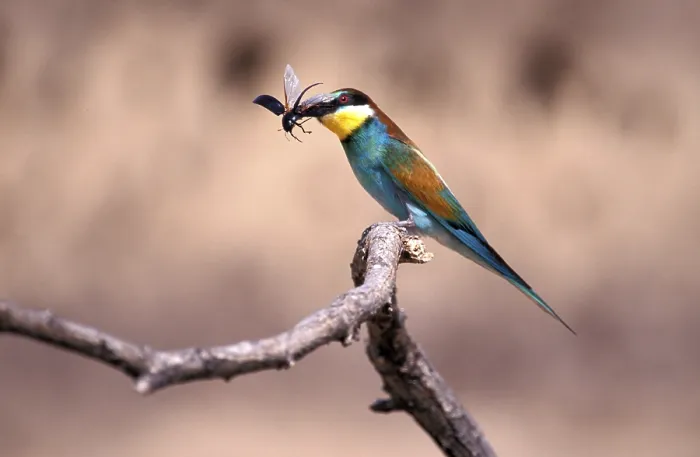 Framed Print : Bee eaters Framed Print : Bee eaters