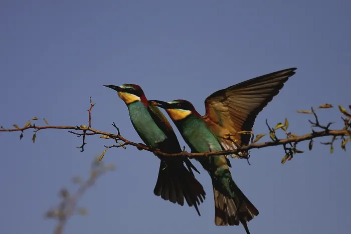 Framed Print : Bee-eaters, Merops apiaster, sitting on a branch