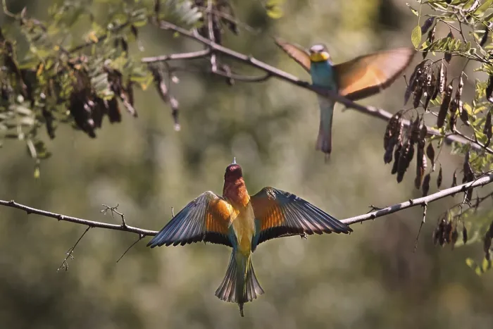 Framed Print : Two bee-eaters (Merops apiaster) sitting on a branch with outstretched wings Framed Print : Two bee-eaters (Merops apiaster) sitting on a branch with outstretched wings