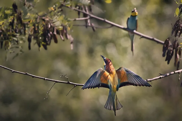 Framed Print : Two bee-eaters (Merops apiaster) sitting on a branch with outstretched wings