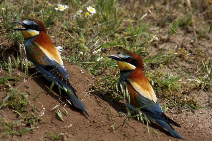 Framed Print : Bee-eaters, Merops apiaster, sitting on the ground Framed Print : Bee-eaters, Merops apiaster, sitting on the ground