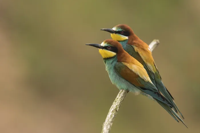 Framed Print : Two bee-eaters (Merops apiaster) sitting side by side on a branch